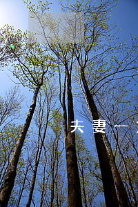 夫妻一方服刑期間如何進(jìn)行離婚？